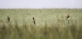 Three Swallows ( Hirundinidae )