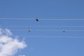 Three swallows sitting on electrical wires against the blue sky Royalty Free Stock Photo