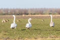 Three swans cygnus color walking in a field