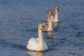 Three Swans - Cygnus swim on the water