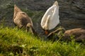 Three swans eating in the water