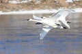 Three swans flying off from river Royalty Free Stock Photo