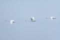 Three swans flying Royalty Free Stock Photo