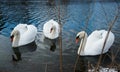 Three Swans on Lake Royalty Free Stock Photo