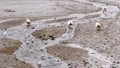 Three Swans on the mud bank