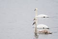 Three swans Royalty Free Stock Photo