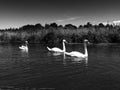 Three swans on a river