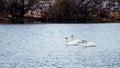 Three swans swim on the river in the cold autumn Royalty Free Stock Photo