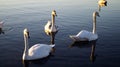 Three swans swim in the water