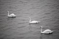Three Swans Swimming on a Calm Lake Royalty Free Stock Photo