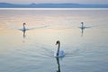 Three swans swimming on the lake at the sunset Royalty Free Stock Photo