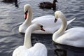 Three swans swimming in a pond. They communicate with each other