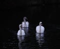 Three Swans a swimming.