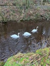 Three swans swimming in a tranquil river surrounded by lush greenery. England, UK Royalty Free Stock Photo