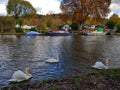 Three swans on Thames river, wooden boats and colorful trees