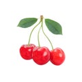 Three sweet cherries together with leaves isolated on a white background Royalty Free Stock Photo