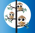 Three sweet little owls in a tree Royalty Free Stock Photo