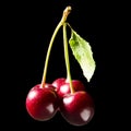 Dark atmospheric image of three ripe red cherries on the connected stems on a dark background. Royalty Free Stock Photo