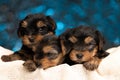Three sweet yorkshire terrier cubs laying down in their shelter Royalty Free Stock Photo