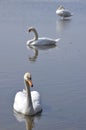 Three swiming swansSwans are birds of the family Anatidae within the genus Cygnus.