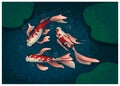 Three swimming koi fish