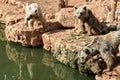 Three Syrian brown bears Ursus arctos syriacus near a pond at Royalty Free Stock Photo