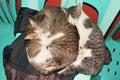 Three cats sleeping on chair Royalty Free Stock Photo