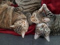 Three tabby cats snuggling together Royalty Free Stock Photo