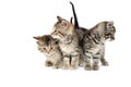 Three tabby kittens