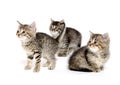 Three tabby kittens