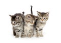 Three tabby kittens