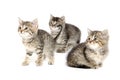 Three tabby kittens