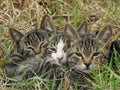 Three tabby kittens