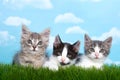 Three tabby kittens in grass looking forward Royalty Free Stock Photo