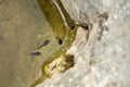 Three tadpoles in shallow, clear water Royalty Free Stock Photo