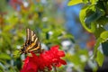 Three-tailed tiger swallowtail butterfly (Papilio pilumnus) on a red flower and natural background Royalty Free Stock Photo