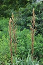 Three tall flower stalks, filled with flower buds, of Aloe plants in a garden in Hales Corners, Wisconsin