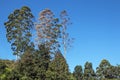 Gumtrees and Green Vegetation and Blue Sky Landscape Royalty Free Stock Photo