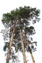 Three tall old pines against the sky Royalty Free Stock Photo