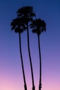 Three tall palm trees in black silhouette against a beautiful sky at sunset with colorul hues of pink, peach, purple, and blue Royalty Free Stock Photo