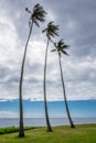 Three tall palm trees in Kawaikui Beach Park on Oahu, Hawaii Royalty Free Stock Photo