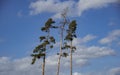 Three tall Scots pines against a blue cloudy sky. One of the trees broke from the persistent heat and the bark beetle