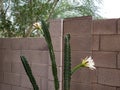 Three Tall Stacks of Night blooming Cereus Royalty Free Stock Photo