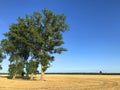 Three tall trees in a yellow field freshly after the summer harvest Royalty Free Stock Photo