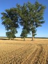 Three tall trees in a yellow field freshly after the summer harvest