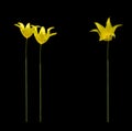 Three tall yellow tulips isolated on black