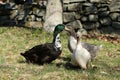 The three tamed wild ducks Royalty Free Stock Photo