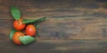 Three Tangerine on a Dark Wooden Table with Copy Space. top view. Banner.