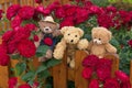 Three Teddy bears sitting on fence Red roses Garden Royalty Free Stock Photo