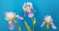 Three tender iris flowers with buds on blue background. close-up Royalty Free Stock Photo